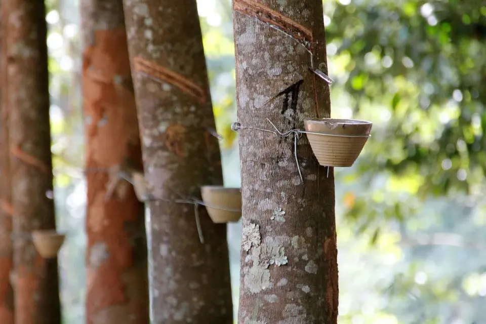resin, resin extraction, nature, tree