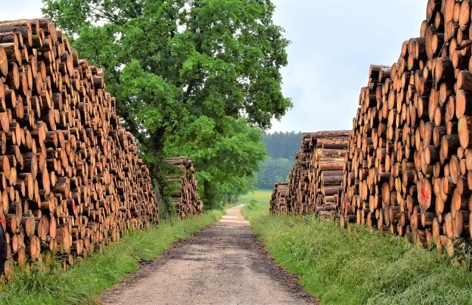 wood, timber industry, forest, tree trunks