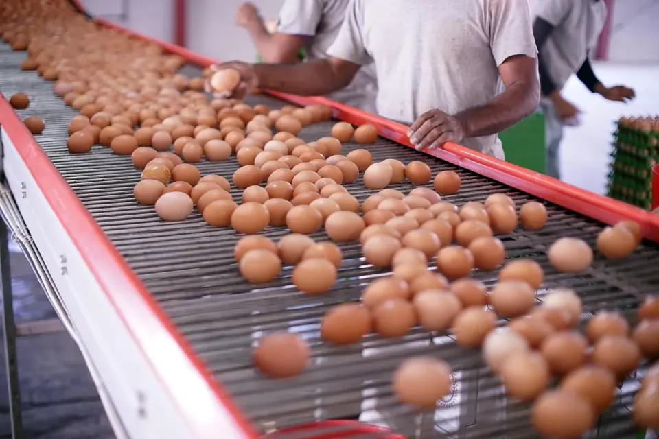 eggs, eggshells, production, quality