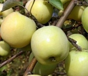Agrotechnika pestovania jabĺk Antonovka