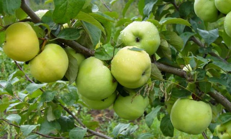 jablková antonovka