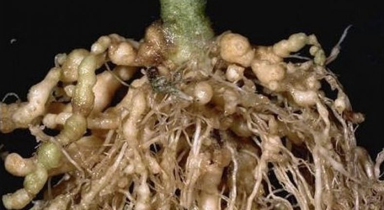Plante afectate de nematode