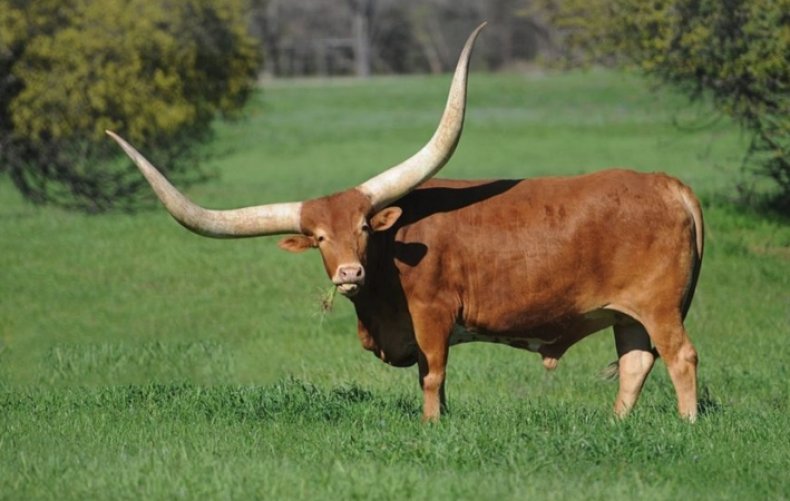 Bull Watussi