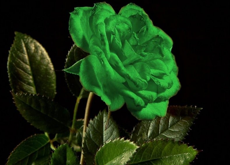Zelená ruža
