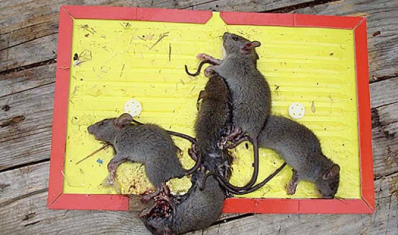 lepiace pasce pre potkany a myši