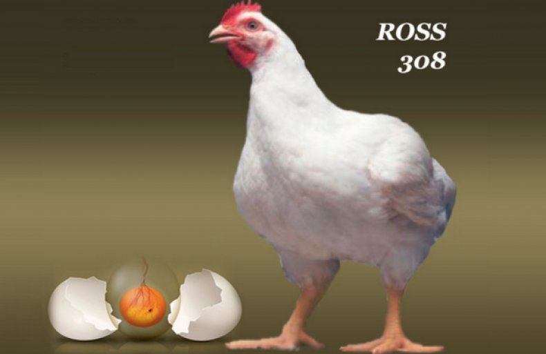 Ross 308