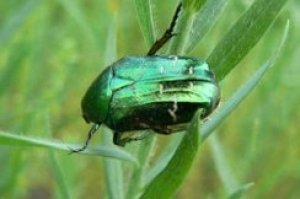 Beetle-bronzovka