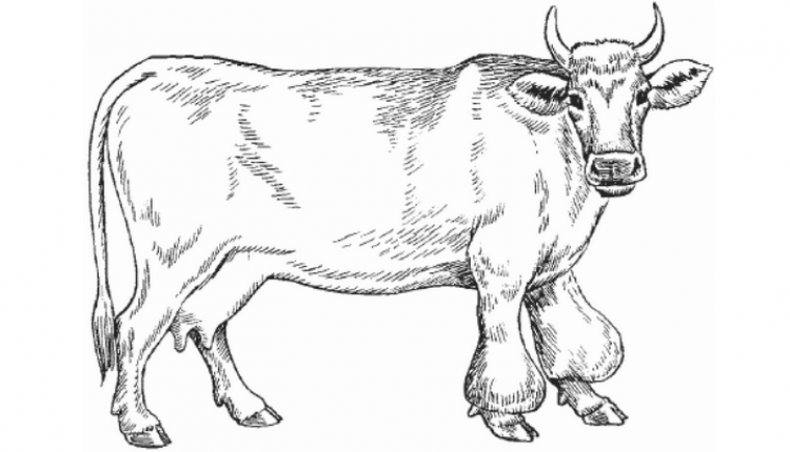 Bursita într-o vacă