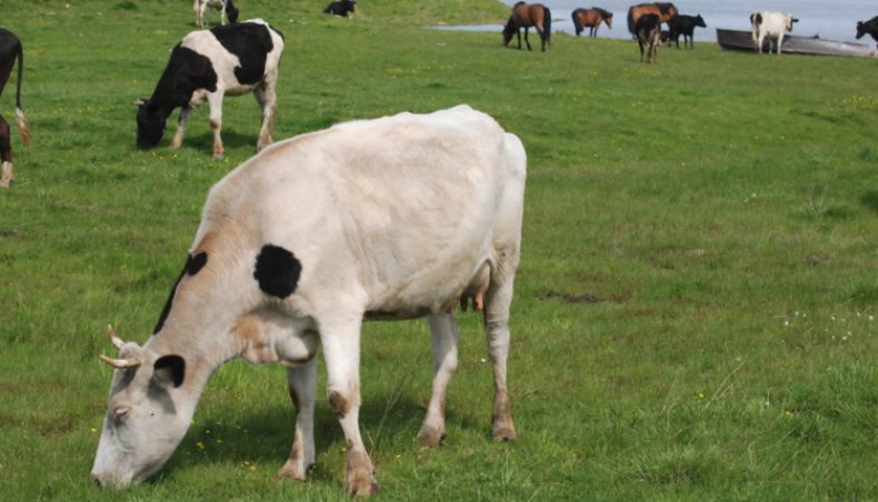 Pasărea de vacă pe pajiște, ca metodă de prevenire a bursitei