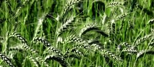 Îngrășământ de grâu de toamnă