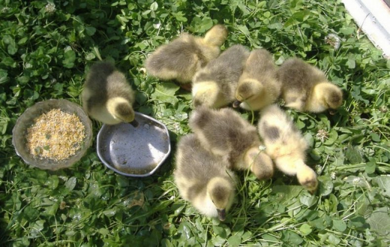 Kŕmenie goslings