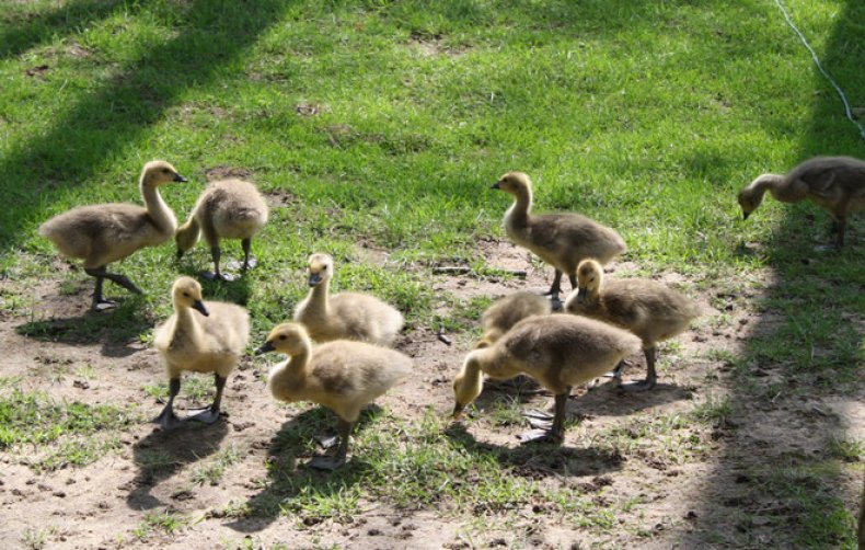 Kŕmenie goslings