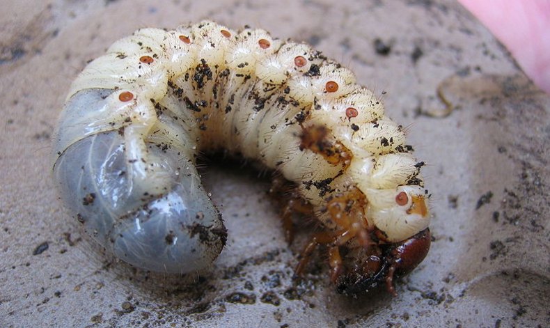 Mayıs böceği larvaları