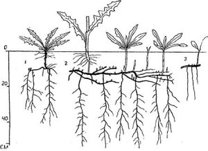 Root System of Sore