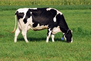 Kravy môžu získať veľa vitamínov v pastvinách