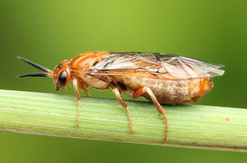 Czerwona sawfly