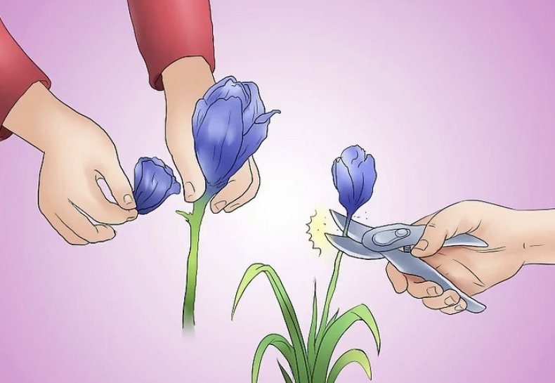 Îndepărtarea Irisurilor