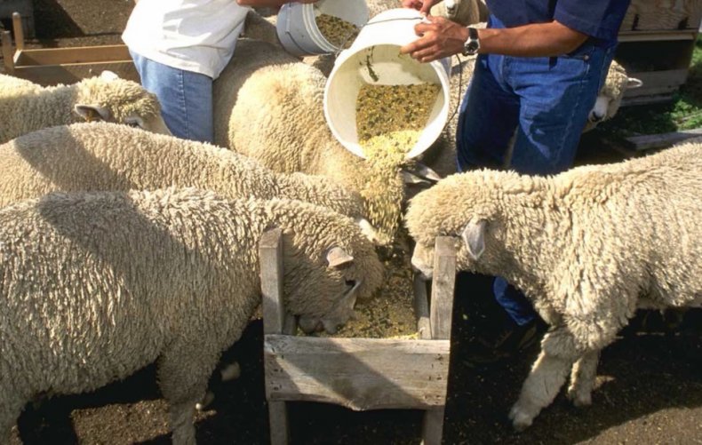 Kŕmenie oviec