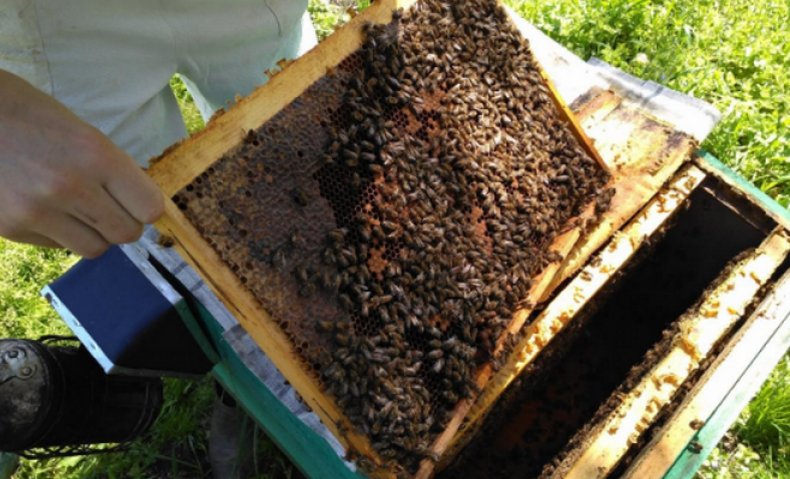 transplantați albinele din pachet în stup