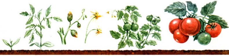 Domates bitki örtüsü
