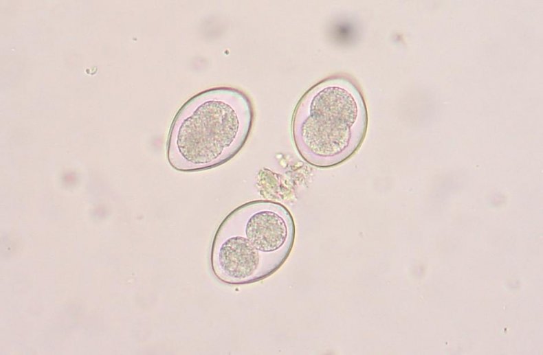 Coccidiasina alt sınıfının tek hücreli paraziti
