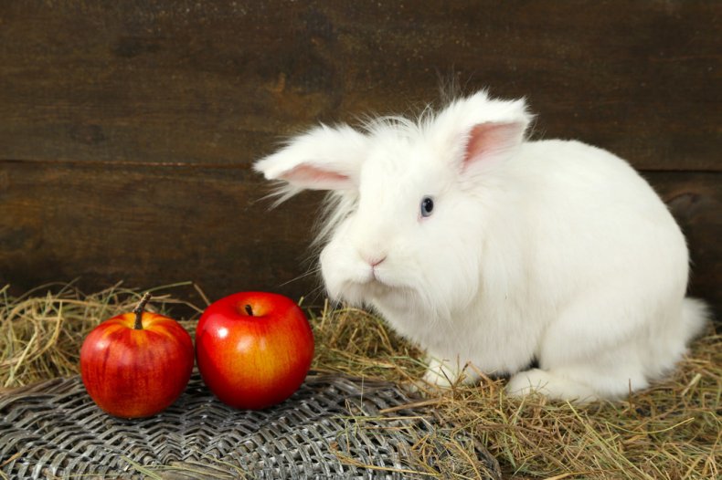 Dekoratif tavşan meyve yiyor
