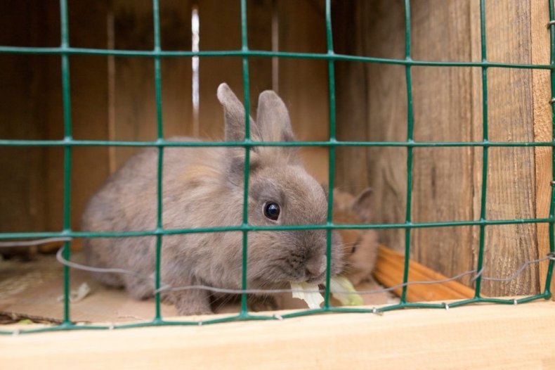 Bir kafes içinde dekoratif tavşan