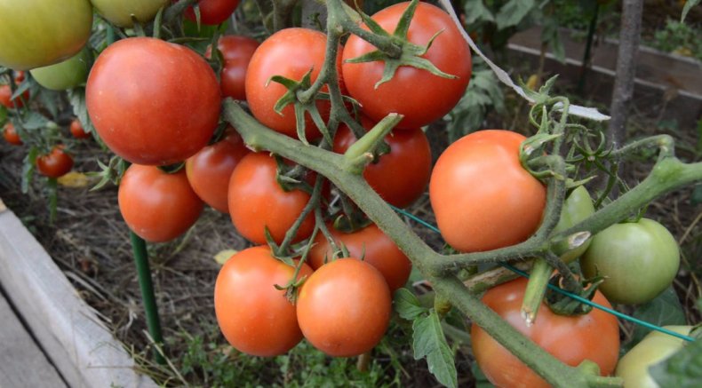Wyraźna odmiana pomidora Katiusza