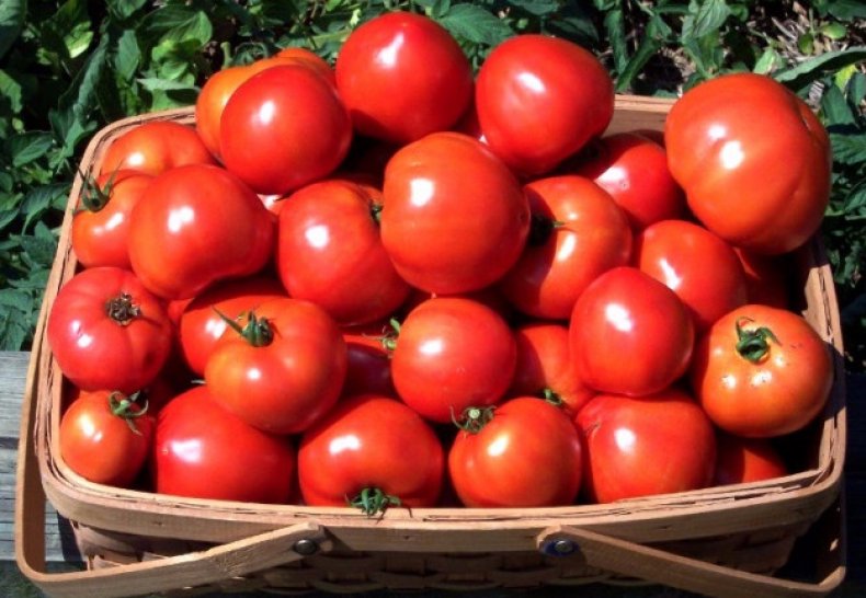 Wyraźna odmiana pomidora Katiusza