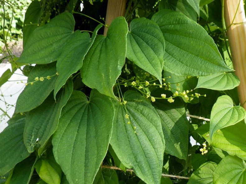 Dioscorea kaukaski