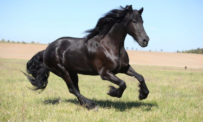 Frízsky kôň