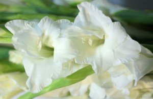 Gladiolus primitiv