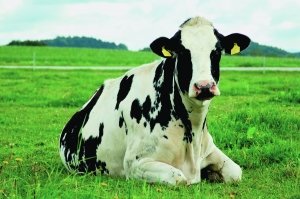 พันธุ์ Holstein-Frisian มีความสัมพันธ์กับญาติพี่น้องผิวดำและขาวมากก่อนที่จะมีน้ำหนักอยู่