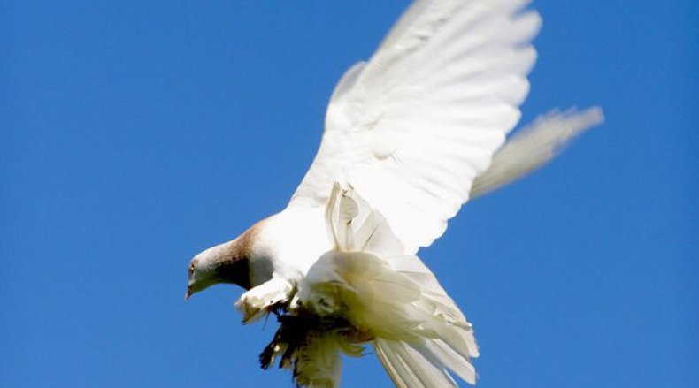 Turkmeni walczą z gołębiami agarans