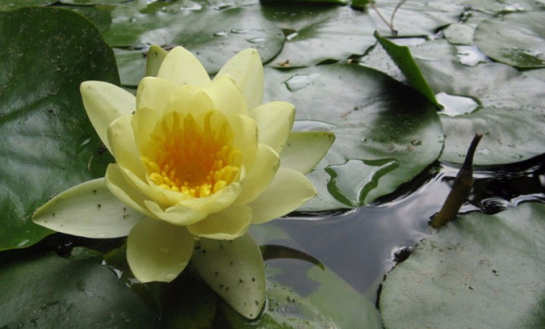 Water Lily Golden Cup