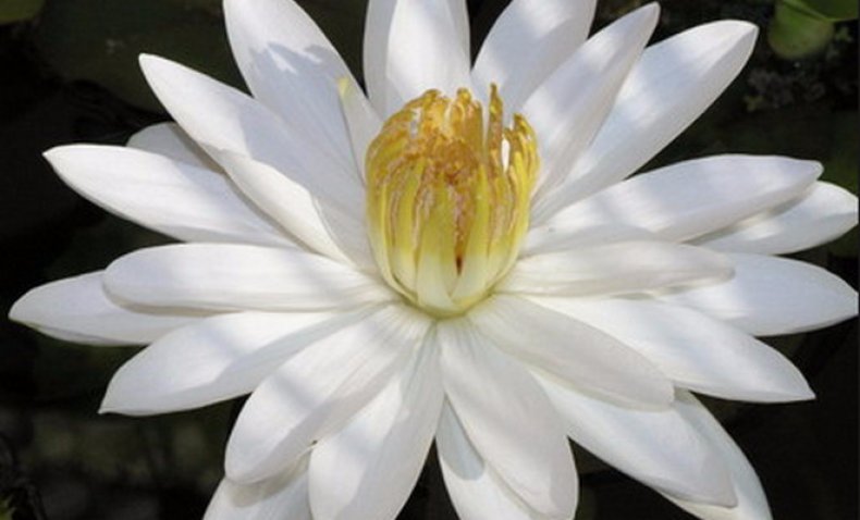 Biała lilia wodna Tigroides