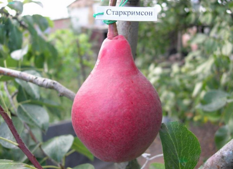 Pear Starkrimson