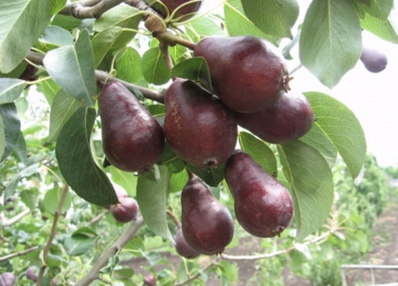 Pear Starkrimson บนต้นไม้