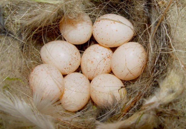 Гвинејска јаја