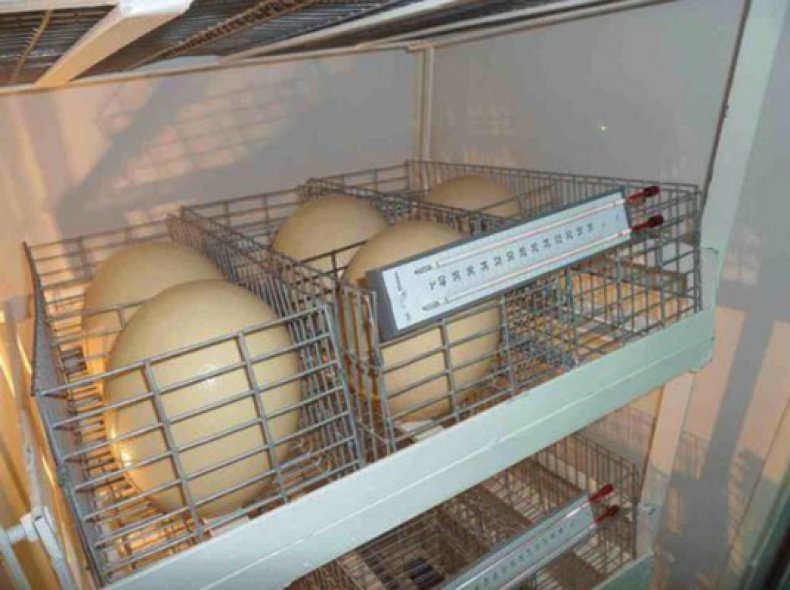 Inkubacja strusich jaj