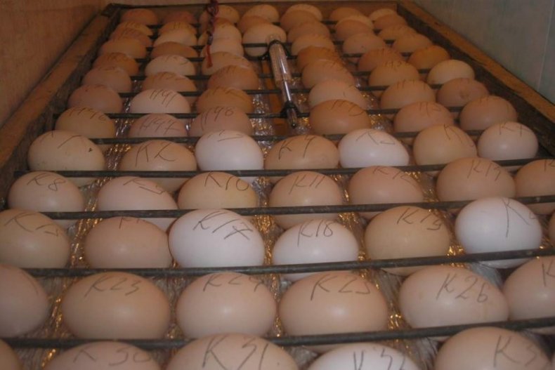 Umieść znaki na jajach