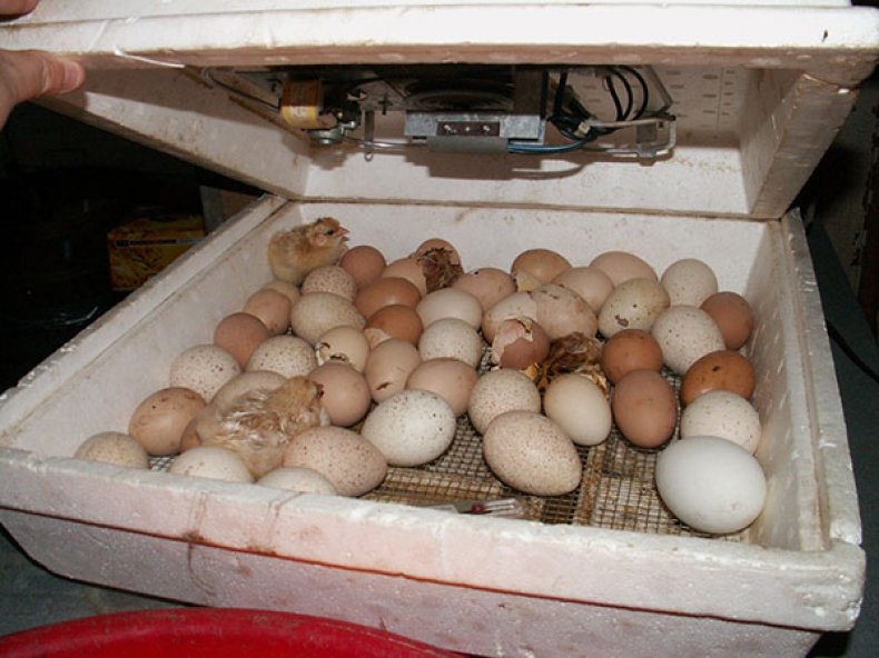 Jajka w inkubatorze