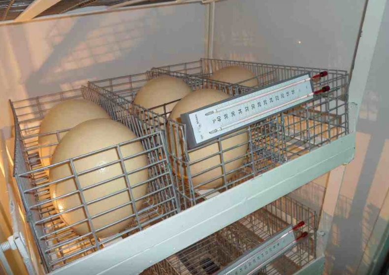 Pochylony inkubator