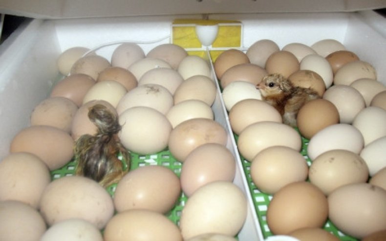 Inkubacja jaj