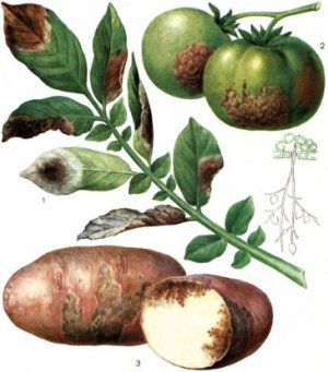 Patates ve domates üzerinde Phytophthora