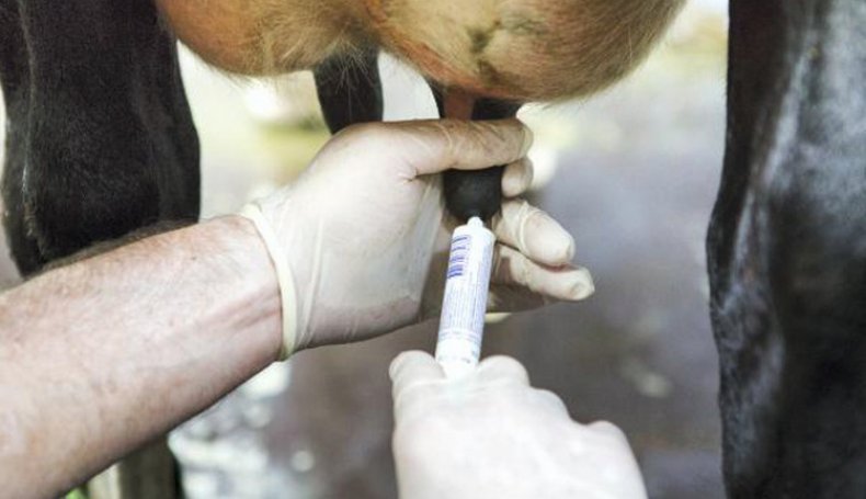 Bir ineğin mastitis tedavisi
