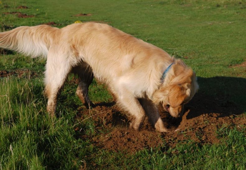 Pes vykopá dieru