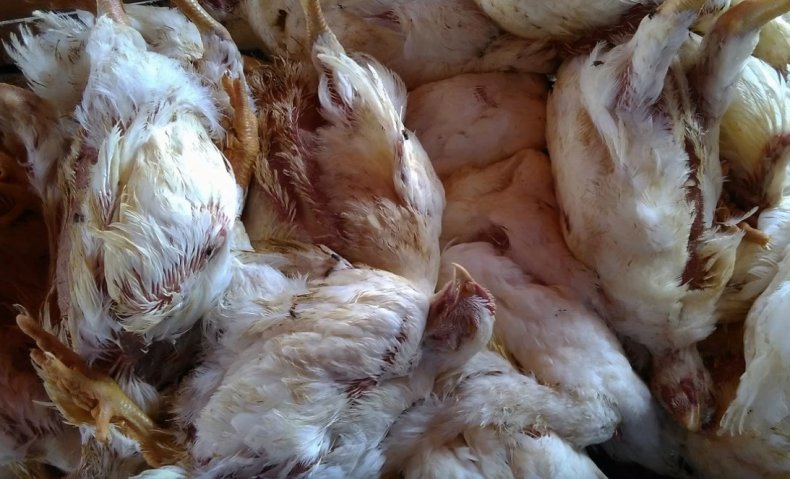 Grip nedeniyle tavukların ölüm oranı