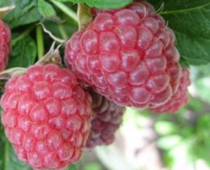 Raspberry balsam variety