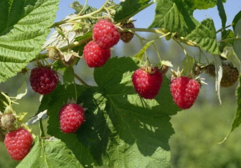 Raspberry balsam variety